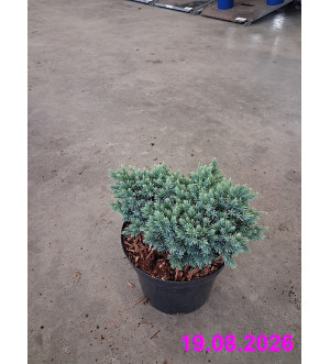 Juniperus squam. 'Blue Star' C 2 L
